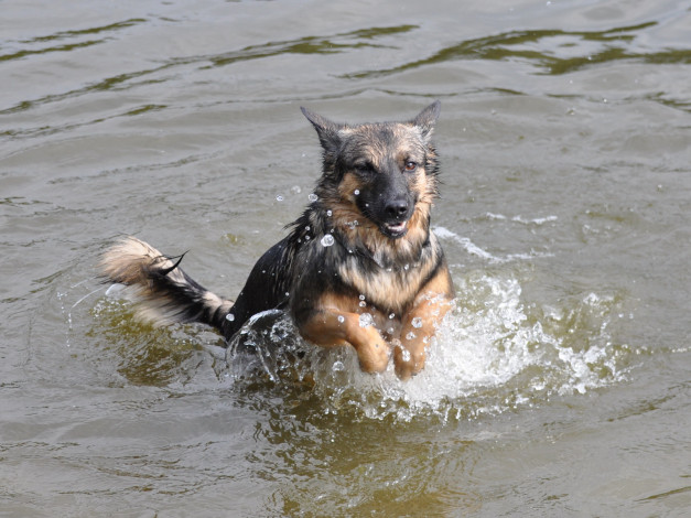 Обои картинки фото животные, собаки