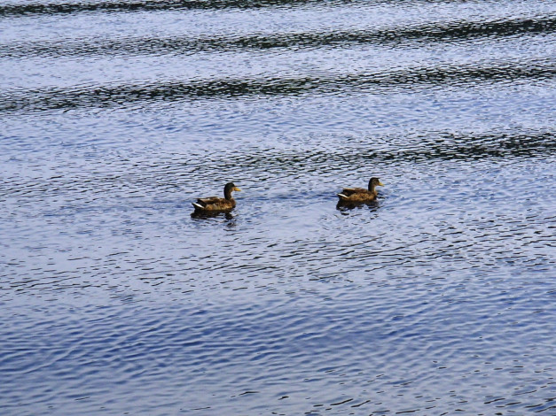 Обои картинки фото животные, утки