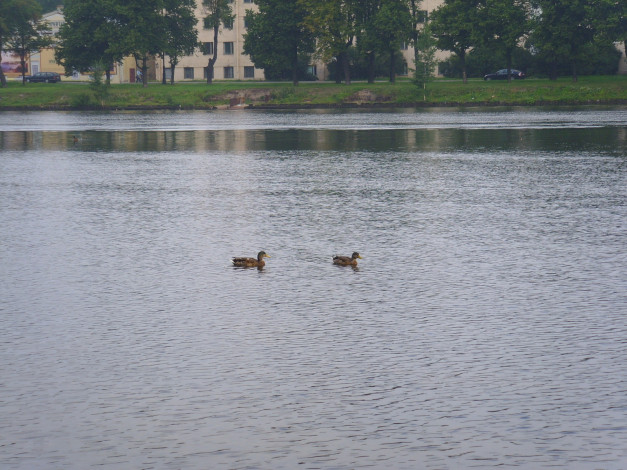 Обои картинки фото животные, утки