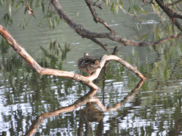 Обои картинки фото животные, утки