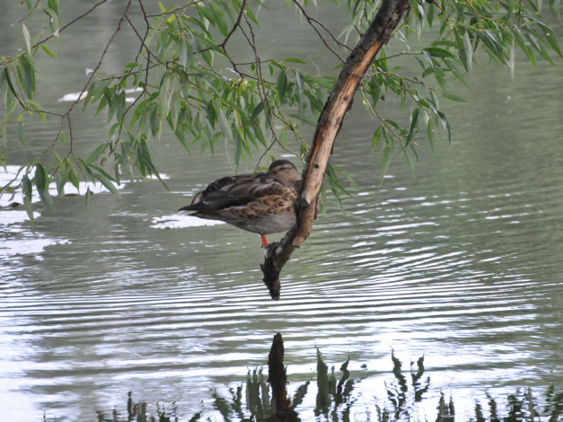 Обои картинки фото животные, утки