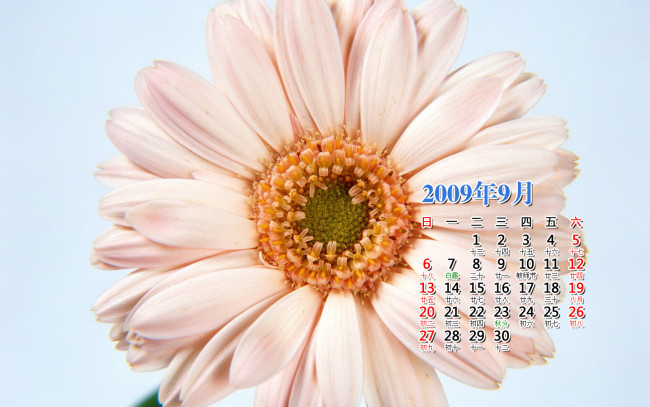 Обои картинки фото календари, цветы