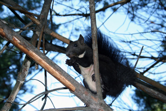 Обои картинки фото шмаковская, белка, животные, белки