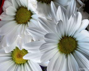 Картинка цветы хризантемы