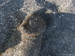 Картинка животные тюлени морские львы котики