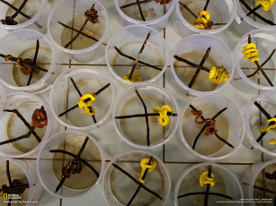 Картинка животные змеи питоны кобры