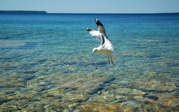 Картинка животные Чайки бакланы крачки