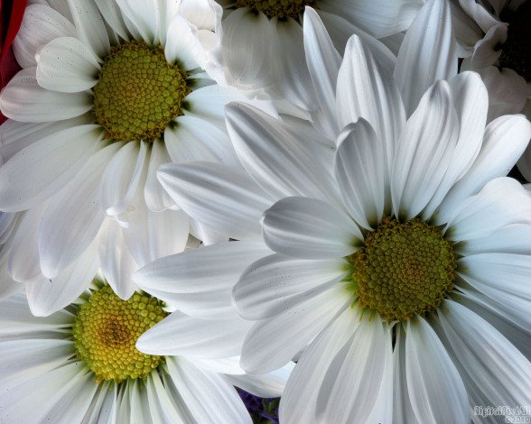 Обои картинки фото цветы, хризантемы