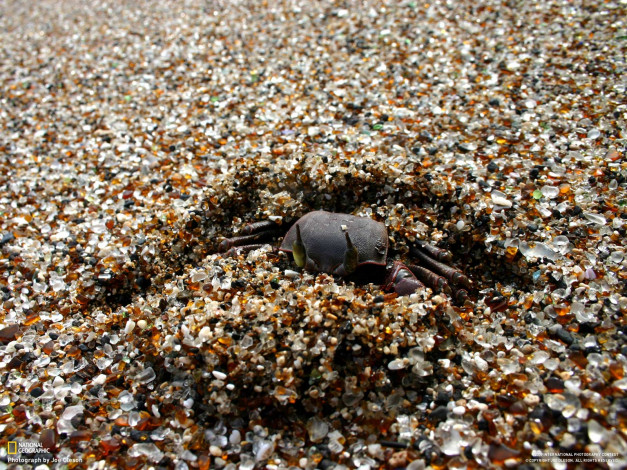 Обои картинки фото животные, морская, фауна