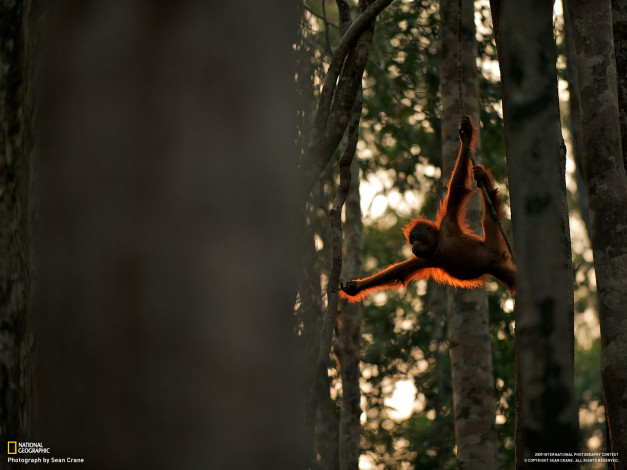 Обои картинки фото животные, обезьяны