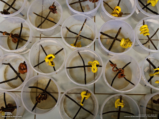 Обои картинки фото животные, змеи, питоны, кобры