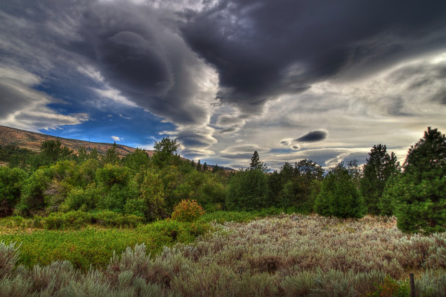 Обои картинки фото природа, деревья, облака