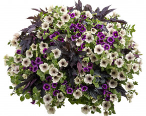 Картинка цветы петунии калибрахоа calibrachoa