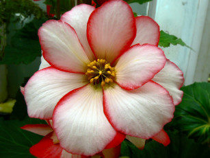 Картинка цветы лепестки