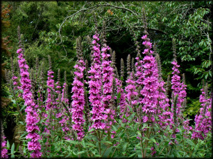 Картинка цветы луговые полевые лето