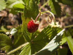 Картинка природа Ягоды ягода