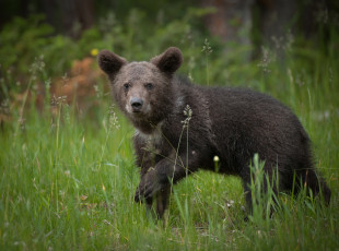 Картинка животные медведи медвежонок
