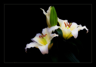 Картинка цветы лилии лилейники