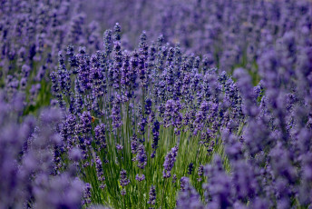 Картинка цветы лаванда фиолетовый