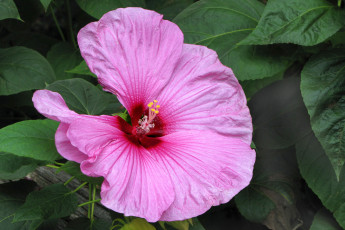 Картинка цветы гибискусы лепестки