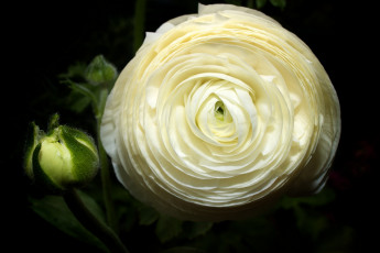 Картинка цветы ранункулюс азиатский лютик круглый бутон кремовый