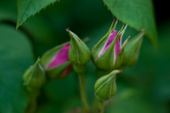 Картинка цветы розы лиловый бутоны