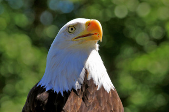 Картинка животные птицы хищники орел