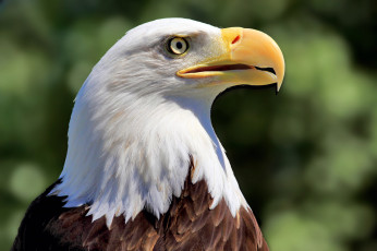 Картинка животные птицы хищники орел