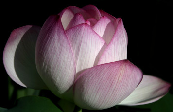 Картинка цветы лотосы лотос