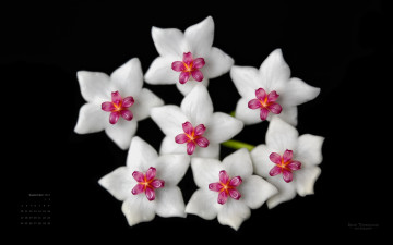 Картинка календари цветы хойя