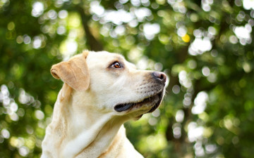 Картинка животные собаки взгляд собака друг