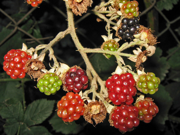 Обои картинки фото природа, Ягоды, ежевика