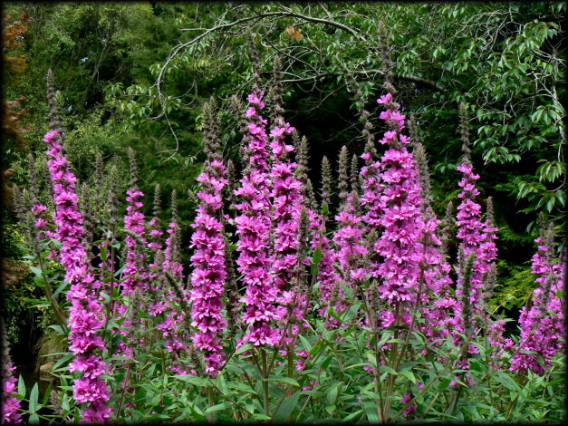 Обои картинки фото цветы, луговые, полевые, лето