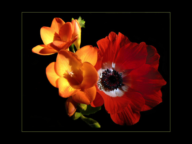 Обои картинки фото цветы, разные, вместе, фон