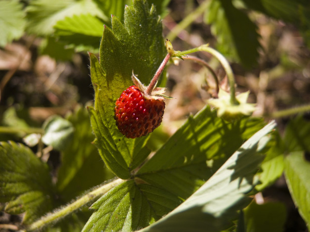 Обои картинки фото природа, Ягоды, ягода