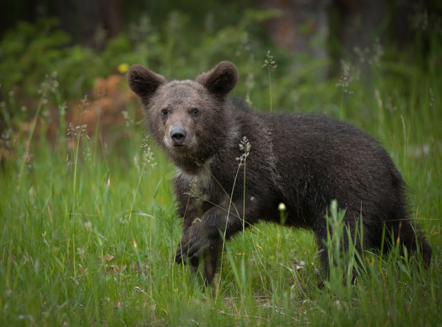 Обои картинки фото животные, медведи, медвежонок