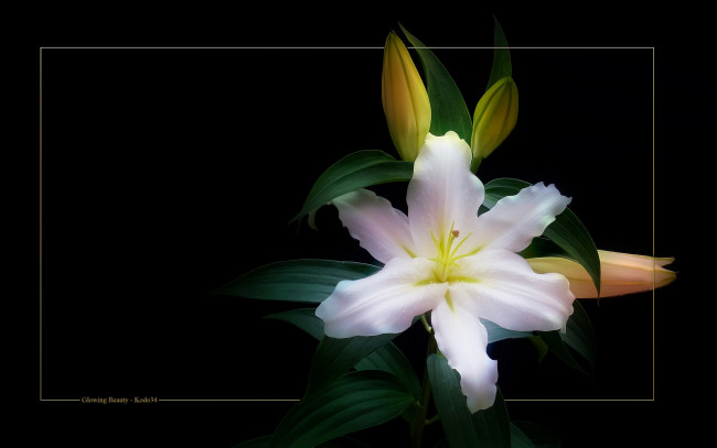 Обои картинки фото цветы, лилии, лилейники