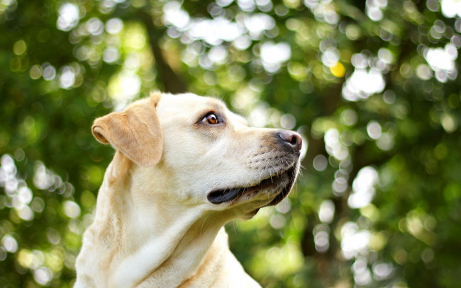 Обои картинки фото животные, собаки, взгляд, собака, друг