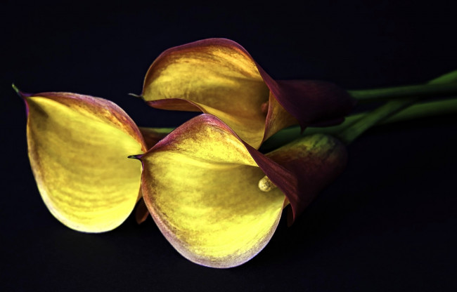 Обои картинки фото цветы, каллы, желтый