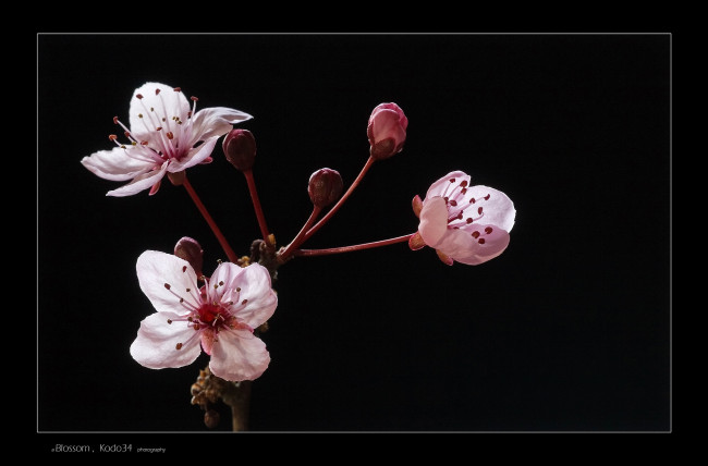 Обои картинки фото цветы, цветущие, деревья, кустарники, вишня