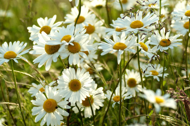 Обои картинки фото цветы, ромашки, луг, лепестки
