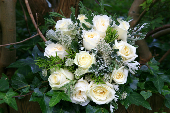 Обои картинки фото цветы, букеты, композиции, плющ, астрантия, розы