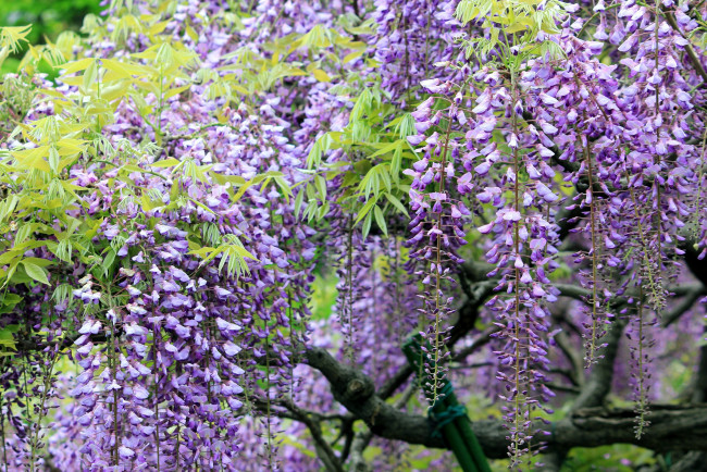Обои картинки фото цветы, глициния, гроздья, сиреневый, дерево