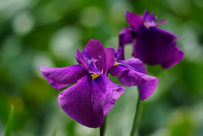 Обои картинки фото цветы, ирисы, лиловый