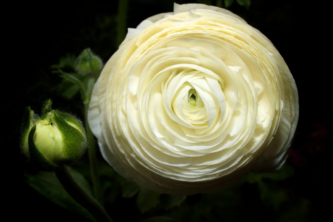 Обои картинки фото цветы, ранункулюс, азиатский, лютик, круглый, бутон, кремовый