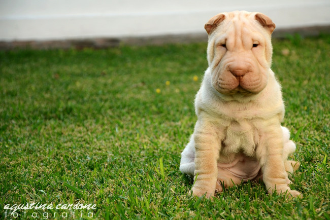 Обои картинки фото животные, собаки, шарпей, щенок