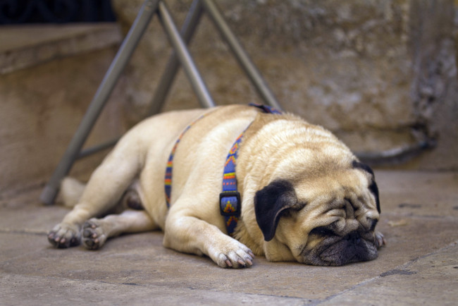 Обои картинки фото животные, собаки, улица, мопс, собака
