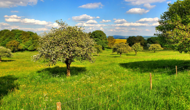 Обои картинки фото природа, деревья, трава, изгородь, поле