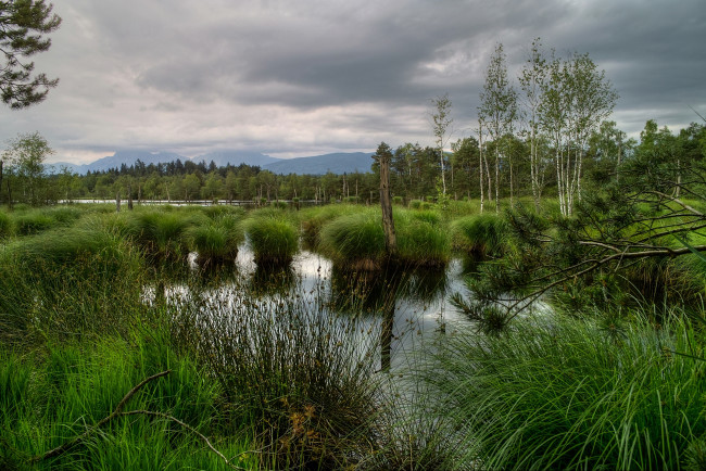 Обои картинки фото природа, реки, озера, болото, кочки, трава, деревья, вода