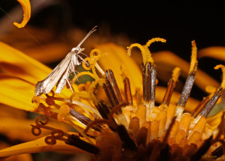 Картинка животные насекомые моль тычинки цветок насекомое макро